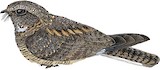 Savanna Nightjar Illustration