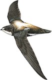 White-throated Needletail Illustration