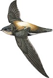 Silver-backed Needletail Illustration