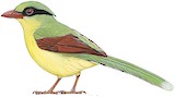 Indochinese Green Magpie Illustration