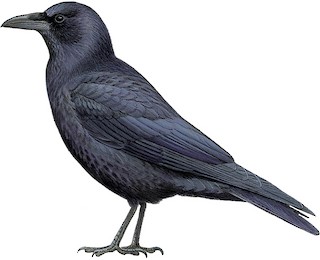 Corvus corone orientalis