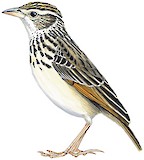 Indochinese Bush Lark Illustration