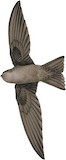 Germain's Swiftlet Illustration