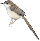 Annam Prinia Illustration