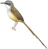 Hill Prinia Illustration