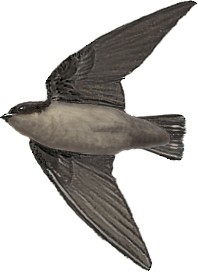 Ptyonoprogne concolor sintaungensis
