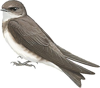 Riparia diluta fohkienensis