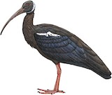 White-shouldered Ibis Illustration