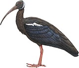 White-shouldered Ibis Illustration