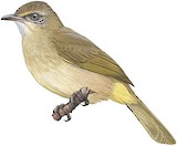 Streak-eared Bulbul Illustration