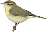 Buff-throated Warbler Illustration