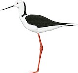 Pied Stilt Illustration