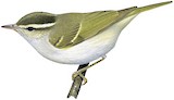 Claudia's Leaf Warbler Illustration