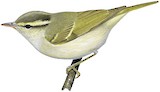 Blyth's Leaf Warbler Illustration