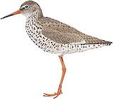 Common Redshank Illustration