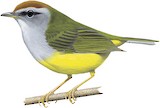 Broad-billed Warbler Illustration