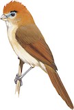 Pale-billed Parrotbill Illustration