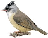 Black-chinned Yuhina Illustration