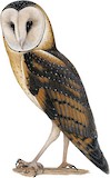 Eastern Grass Owl Illustration