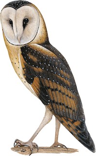 Tyto longimembris longimembris