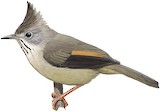 Stripe-throated Yuhina Illustration