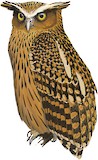 Tawny Fish Owl Illustration