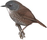 Pale-throated Wren-Babbler Illustration