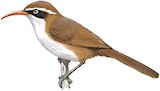 Red-billed Scimitar Babbler Illustration