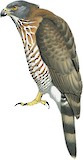 Crested Goshawk Illustration