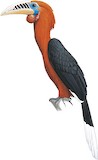 Rufous-necked Hornbill Illustration