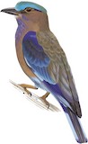 Indochinese Roller Illustration