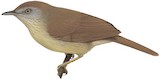 Grey-faced Tit-Babbler Illustration