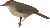 Buff-chested Babbler Illustration