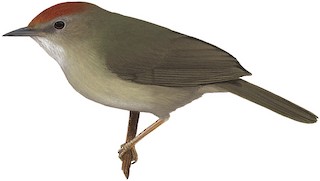 Buff-chested Babbler
