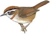 Rufous-throated Fulvetta Illustration