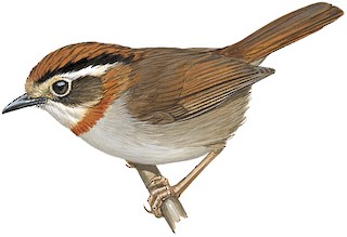 Rufous-throated Fulvetta - Schoeniparus rufogularis - Birds of the World