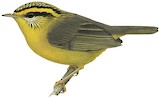 Yellow-throated Fulvetta Illustration