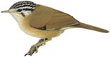 Black-crowned Fulvetta Illustration