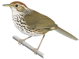 Puff-throated Babbler - Pellorneum ruficeps - Birds of the World