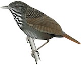 Annam Limestone Babbler Illustration