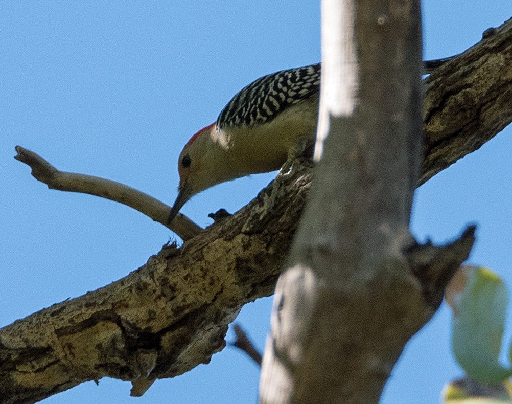 Red-bellied Woodpecker - David Krueper