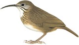 Short-tailed Scimitar Babbler Illustration