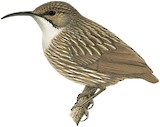 White-throated Wren-Babbler Illustration