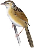 Chinese Grassbird Illustration