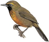 Orange-breasted Laughingthrush Illustration