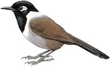 Black-hooded Laughingthrush Illustration