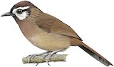 White-browed Laughingthrush Illustration