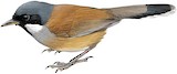 White-cheeked Laughingthrush Illustration