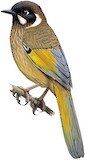 Black-faced Laughingthrush Illustration