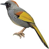 Golden-winged Laughingthrush Illustration